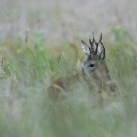 En été, le mâle se sépare du groupe