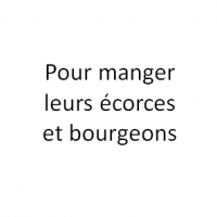 Pour manger leurs écorces et bourgeons