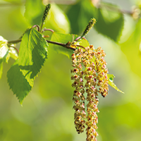 À attraper des feuilles pour se nourrir